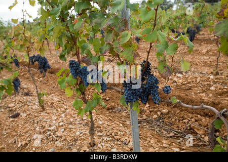 Vitigni e uva nera vicino a Ste Roseline vigneto, Arcs sur Argens Var, Francia. Posizione orizzontale .65877 uvetta Foto Stock