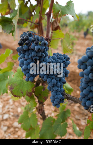 Vitigni e uva nera vicino a Ste Roseline vigneto, Arcs sur Argens Var Francia.Vertical .65876 uvetta Foto Stock