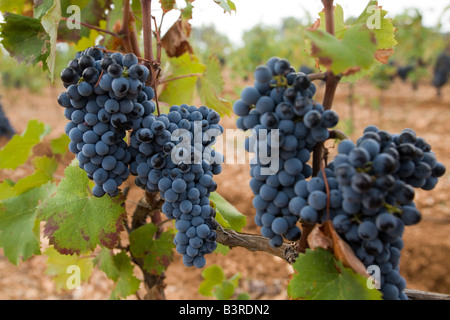 Vitigni e uva nera vicino a Ste Roseline vigneto, Arcs sur Argens Var, Francia. Posizione orizzontale .65875 uvetta Foto Stock