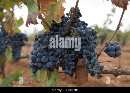 Vitigni e uva nera vicino a Ste Roseline vigneto, Arcs sur Argens Var, Francia. Posizione orizzontale .65874 uvetta Foto Stock