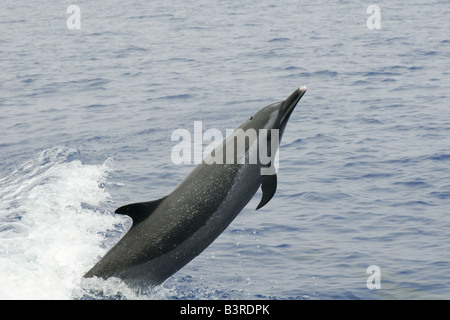 Pantropical spotted Delfino Stenella attenuata saltando KAILUA KONA Hawaii USA Foto Stock