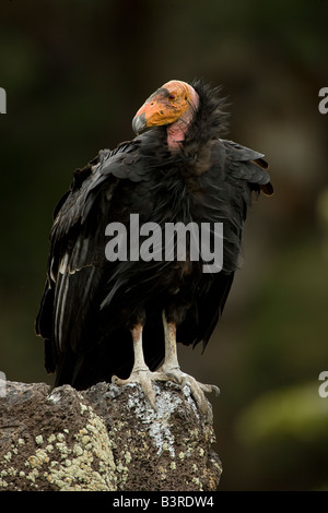 California Condor (Gymnogyps californianus) arroccato sulla scogliera - Utah - specie in via di estinzione Foto Stock