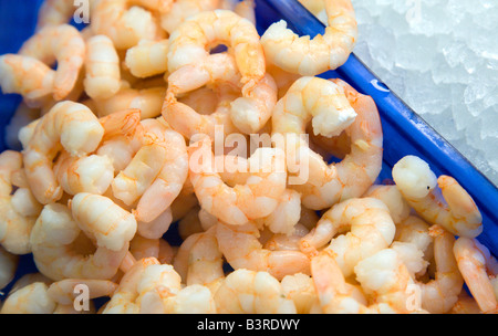 Gamberi in un contenitore su ghiaccio Foto Stock