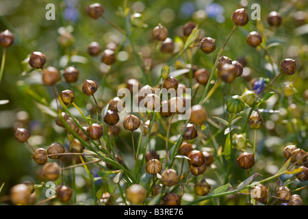 Comune di lino (Linum usitatissimum) Foto Stock