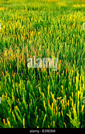 Colorata salicornia succulenta comune alle barene e ambienti costieri Cape Cod MA Foto Stock