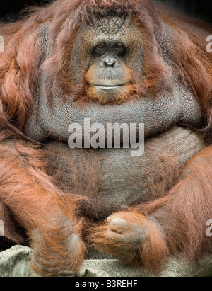Maschio flangiato orangutan Foto Stock