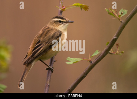 Sedge Trillo Acrocephalus scoenobaenus sul Prugnolo nella palude Lancashire. Foto Stock