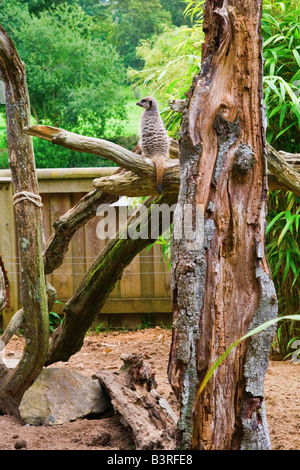 Un ritratto di colore fotografia di un meerkat seduto su un albero (002) Foto Stock