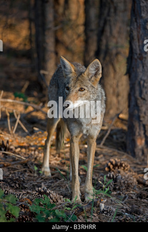 Coyote (Canis latrans) Grand Canyon National Park - Arizona - USA Foto Stock