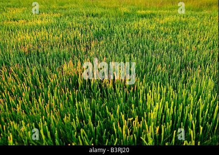 Colorata salicornia succulenta comune alle barene e ambienti costieri Cape Cod MA Foto Stock