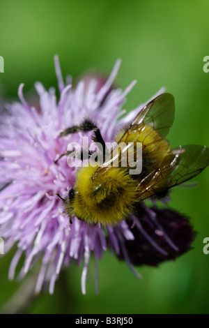 Polline d'ape del miele seduto su un fiore selvatico viola il verde naturale dell'ape Bumble sfondo sfocato dettaglio immagine ravvicinata macro nessuno ad alta risoluzione Foto Stock