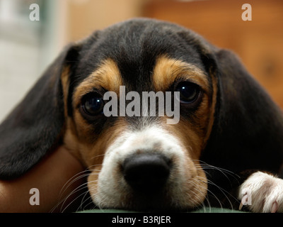 Un cucciolo di Beagle ottiene il suo orecchio graffiato Foto Stock