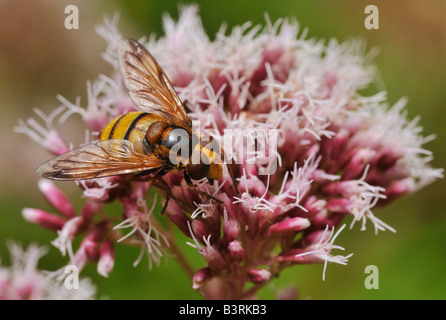 Grande giallo Hoverfly Volucella inanis Foto Stock