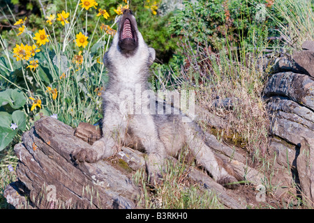 Lupo grigio pup ululati su una cengia rocciosa Foto Stock