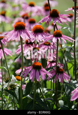 Purple Coneflower o viola, Echinacea purpurea Rudbeckia, America del Nord Foto Stock