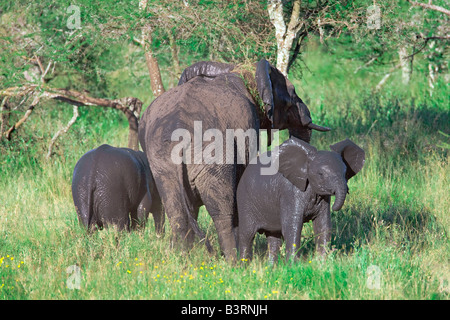 Elefanti Foto Stock