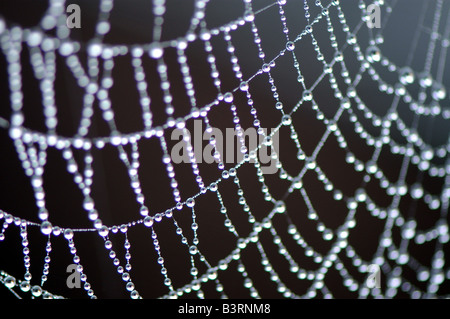 Una spider web con rugiada di mattina riuniti su di esso Foto Stock