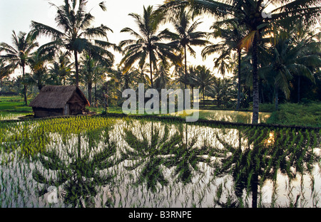 Riso agricoltori padi, Bali Indonesia Foto Stock