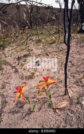 Bushfire ricrescita, Australia occidentale Foto Stock