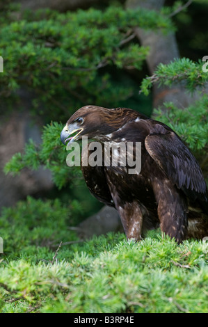 Golden Eagle: Aquila chrysaetos. Maschio in pino silvestre tree, Captive Foto Stock