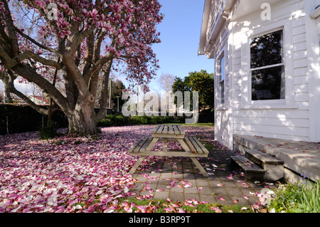 Nuova zelanda casa con albero di Magnolia e petali caduti, scattering giardino anteriore, Cambridge, Nuova Zelanda. Foto Stock