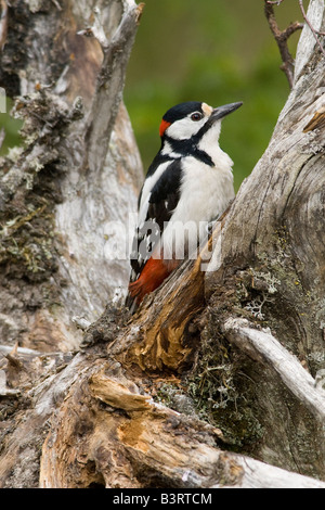 Grande maschio Spotted Wood Pecker (Dendrocopos major), Finlandia. Foto Stock