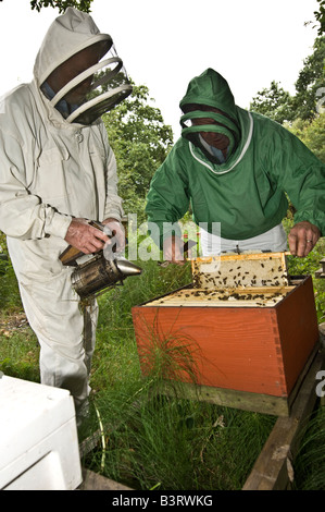 Gli apicoltori a controllare i loro alveari per il miele UK, una holding fumatore per calmare le api, l'altra ispezione il pettine Foto Stock