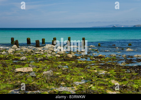 Vista su tutta Carbis Bay a Godrevy Lighthouse da St Ives in estate il sole a bassa marea Cornwall West Country England Regno Unito GB Foto Stock