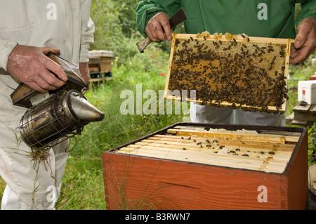 Gli apicoltori a controllare i loro alveari per il miele UK, una holding fumatore per calmare le api, l'altra ispezione il pettine Foto Stock