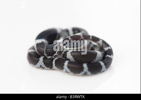 Lycodon septentrionalis. I capretti White-Banded Wolf Snake su sfondo bianco Foto Stock