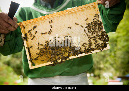 Un apicoltore di indossare indumenti di protezione maschera facciale il controllo dei suoi alveari per il miele e sulla condizione della sua colonia di api Foto Stock