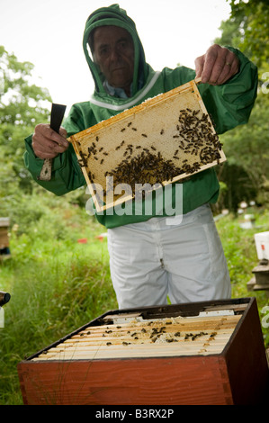 Apicoltore indossando indumenti protettivi maschera facciale il controllo dei suoi alveari per il miele e sulla condizione della sua colonia di api Foto Stock