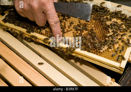 Apicoltore il controllo dei suoi alveari per il miele e sulla condizione della sua colonia di api, REGNO UNITO Foto Stock