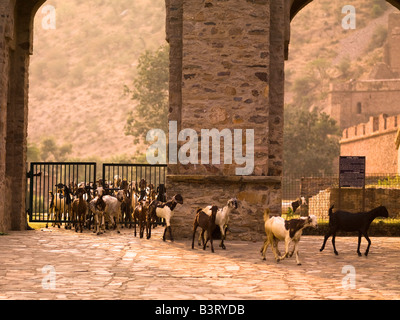 Capre nella città abbandonata di Fatehpur, Rajasthan, India Foto Stock