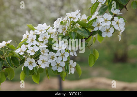 Un ura pera (Pyrus ussuriensis ure) ramo di albero pieno di fiori Foto Stock