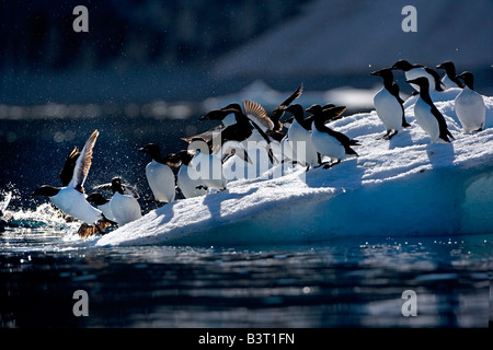 Thick-fatturati Murre (Uria lomvia) Foto Stock