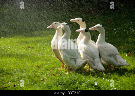 Cinque anatre godendo di una doccia Foto Stock