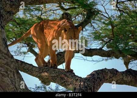 Leonessa sulla struttura ad albero Foto Stock