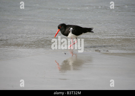 Pied Oystercatcher in acque poco profonde a beach Foto Stock