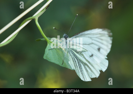 Verde-bianco venato macro farfalla su una foglia. Foto Stock