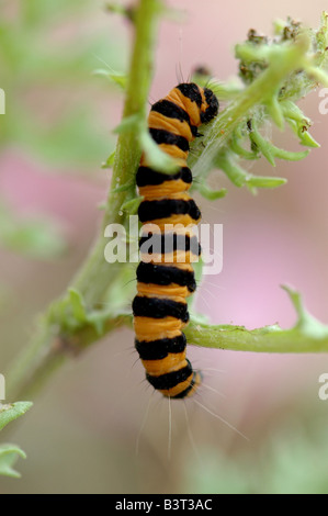 Un rosso cinabro moth caterpillar su erba tossica Foto Stock