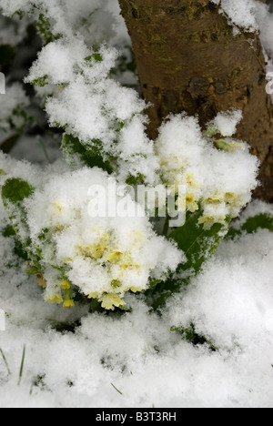 Oxlip: Primula elatior, in primavera insolita nevicata. Coltivate nel giardino, Surrey in Inghilterra Aprile Foto Stock