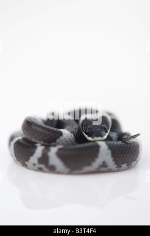 Lycodon septentrionalis. I capretti White-Banded Wolf Snake su sfondo bianco Foto Stock