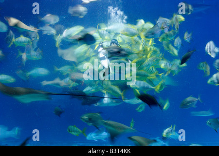 Sommozzatore alimentare pesce in un acquario di visualizzazione di serbatoio. Foto Stock