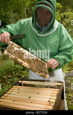Un apicoltore maschio indossando indumenti protettivi maschera facciale il controllo dei suoi alveari per il miele e sulla condizione della sua colonia di api Foto Stock