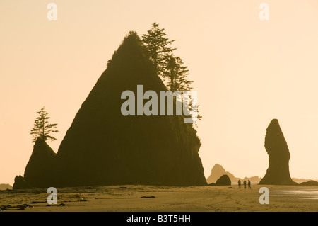 Washington, il Parco Nazionale di Olympic, Shi Shi Beach, gli escursionisti di seguito Seastacks vicino al punto di archi al tramonto Foto Stock