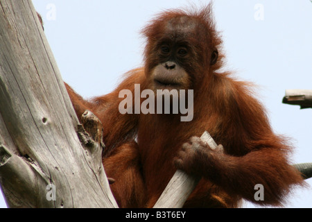 Baby Orang Utan seduto su una struttura ad albero Foto Stock
