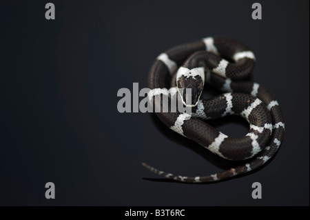 Lycodon septentrionalis. I capretti White-Banded Wolf Snake su sfondo scuro Foto Stock