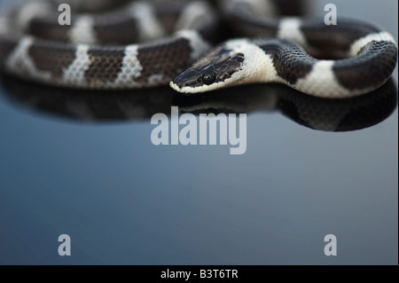 Lycodon septentrionalis. I capretti White-Banded Wolf Snake su sfondo scuro Foto Stock