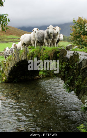 Pastore portando herdwick pecore oltre il vecchio pack horse bridge Wasdale Lake District inglese Foto Stock